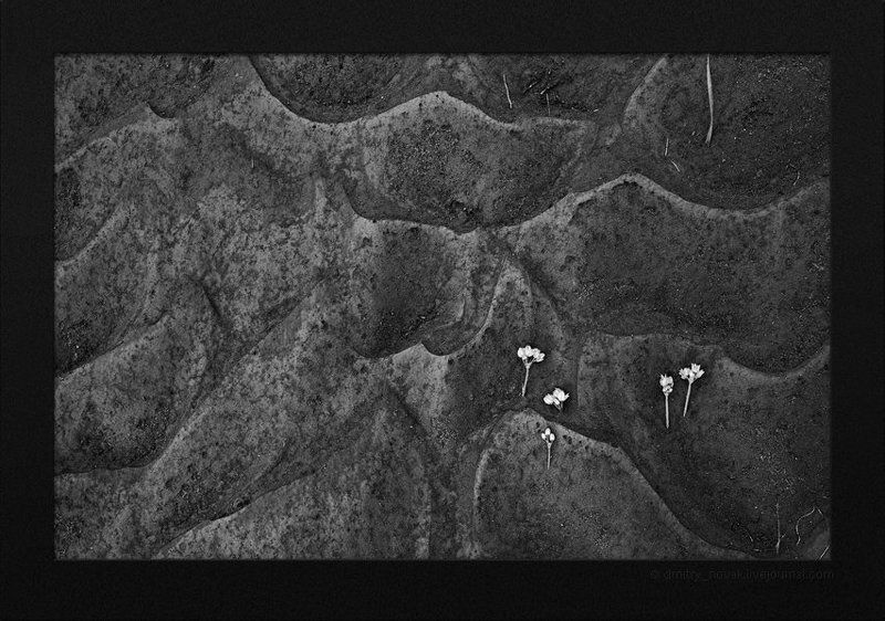 монголия, пустыня  фото превью