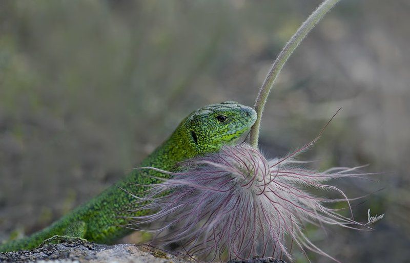 Собирая цветы полевые... фото превью