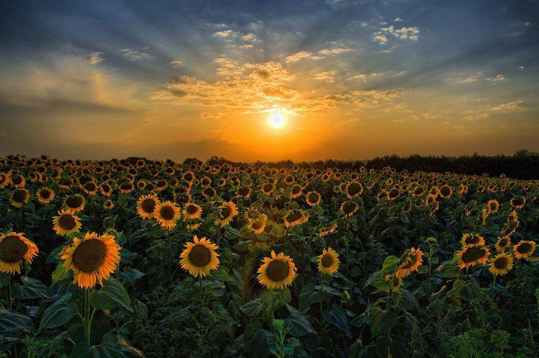 , Александр