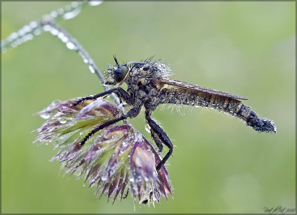 индустар, лз, 61, canon, 50d, Ростислав