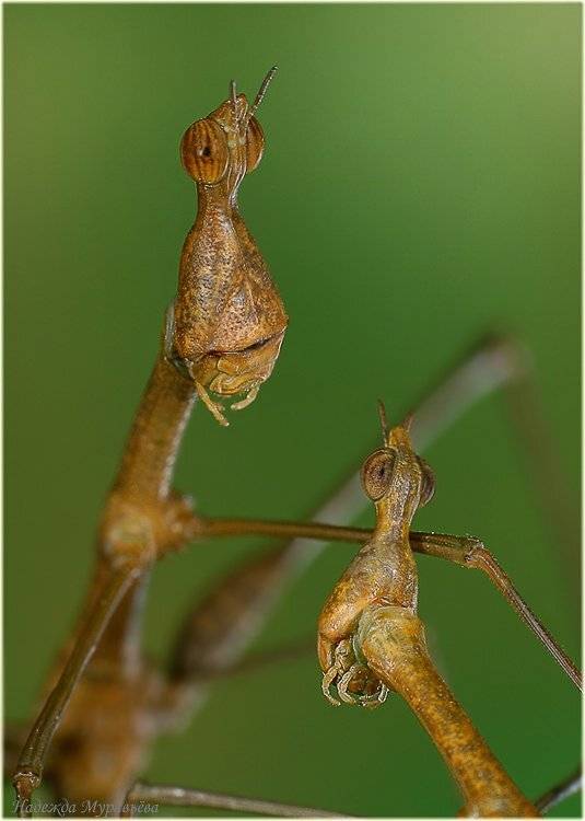 proscopia, , , sp., , , длинноголовая, , , саранча, , , proscopiidae, , , acridoidea, , , caelifera, Надежда Муравьёва