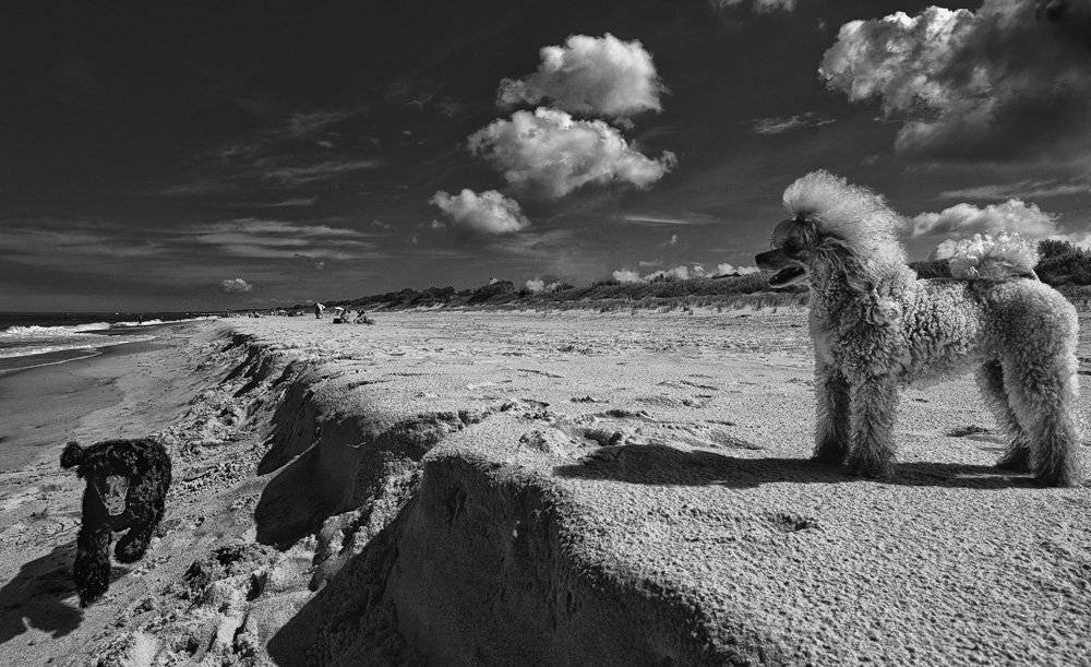 море, солнце, пудели, Александр Титаренко