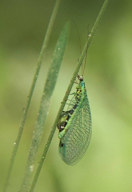 chrysopidae, златоглазка, Леонид