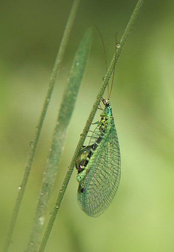 Златоглазка (лат. Chrysopidae)