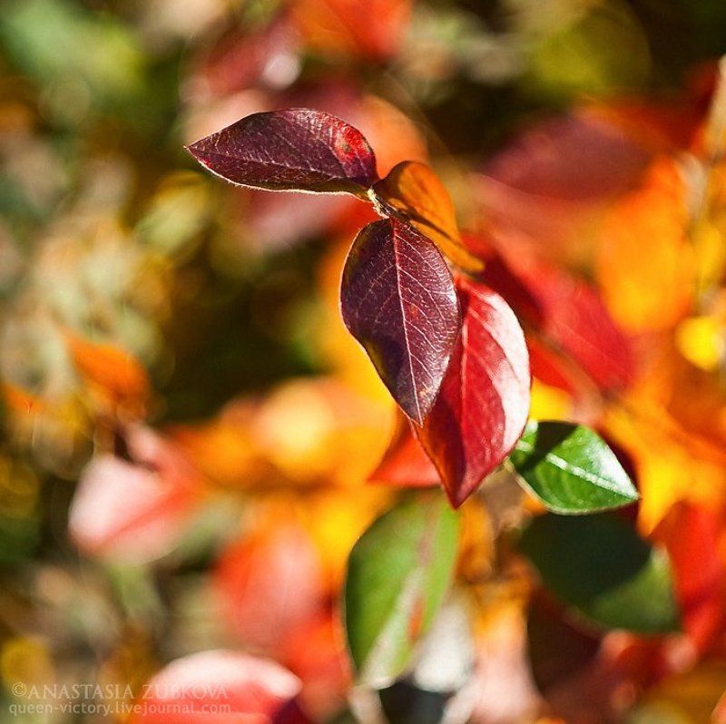 Песни осени фото превью