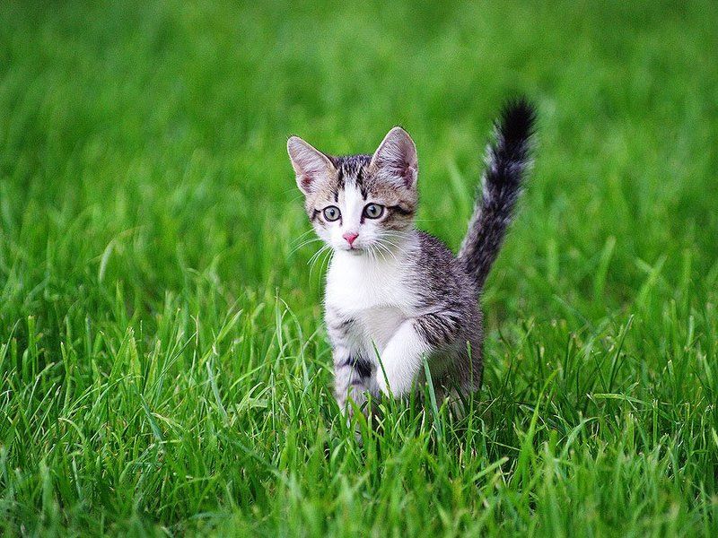 На охоте фото превью