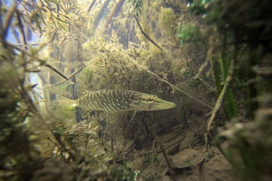 щука,подводное фото,, Эдуард VTORNIK  Николаев