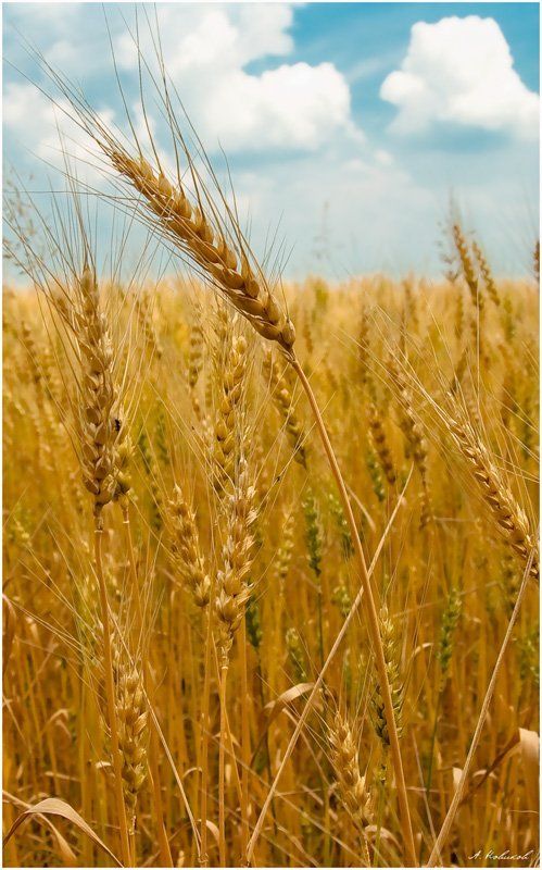 Русское поле фото превью