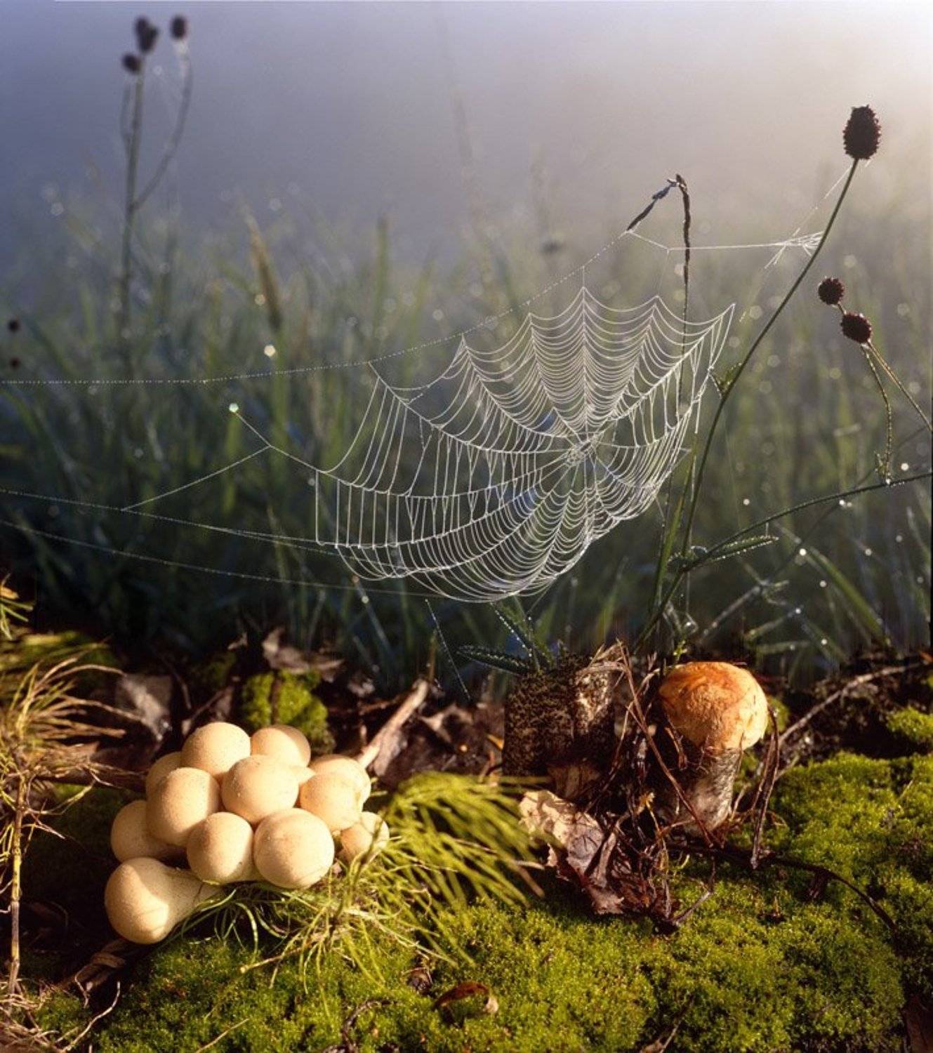 натюрморт, \"грибная, пора\", Николай Гынгазов