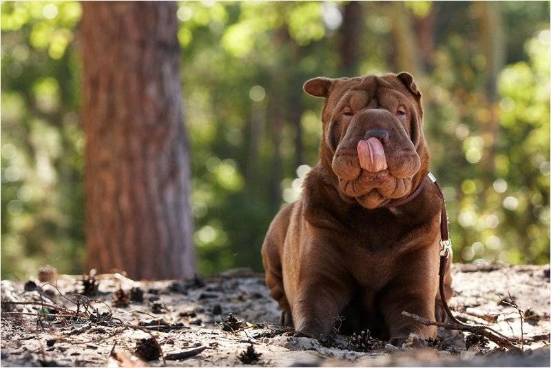 бор, море, пей, Собака, шар, Илья Бармин