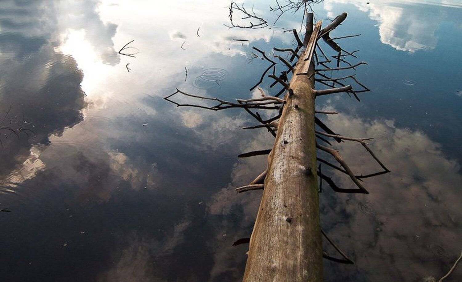 дерево, небо, вода, Алексей