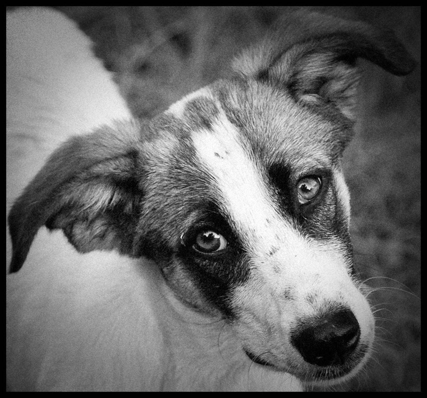 , Дмитрий Краснов