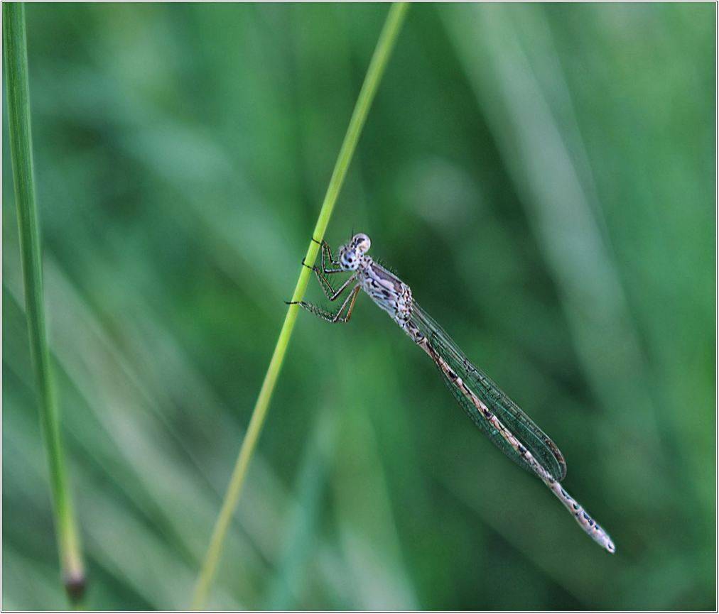 макро, Геннадий Меремьянин