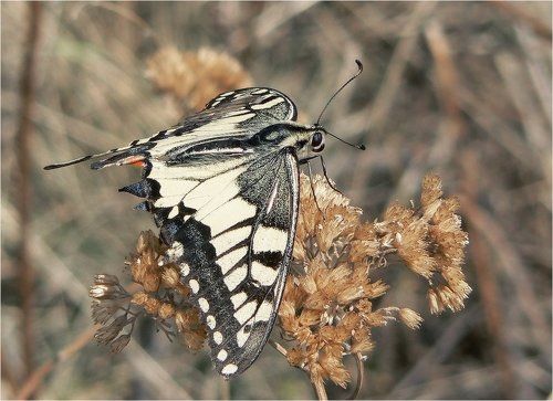 Махаон и ветер
