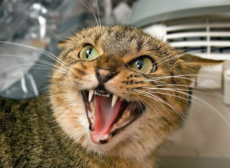 Ха-ха-ха!!! фото превью