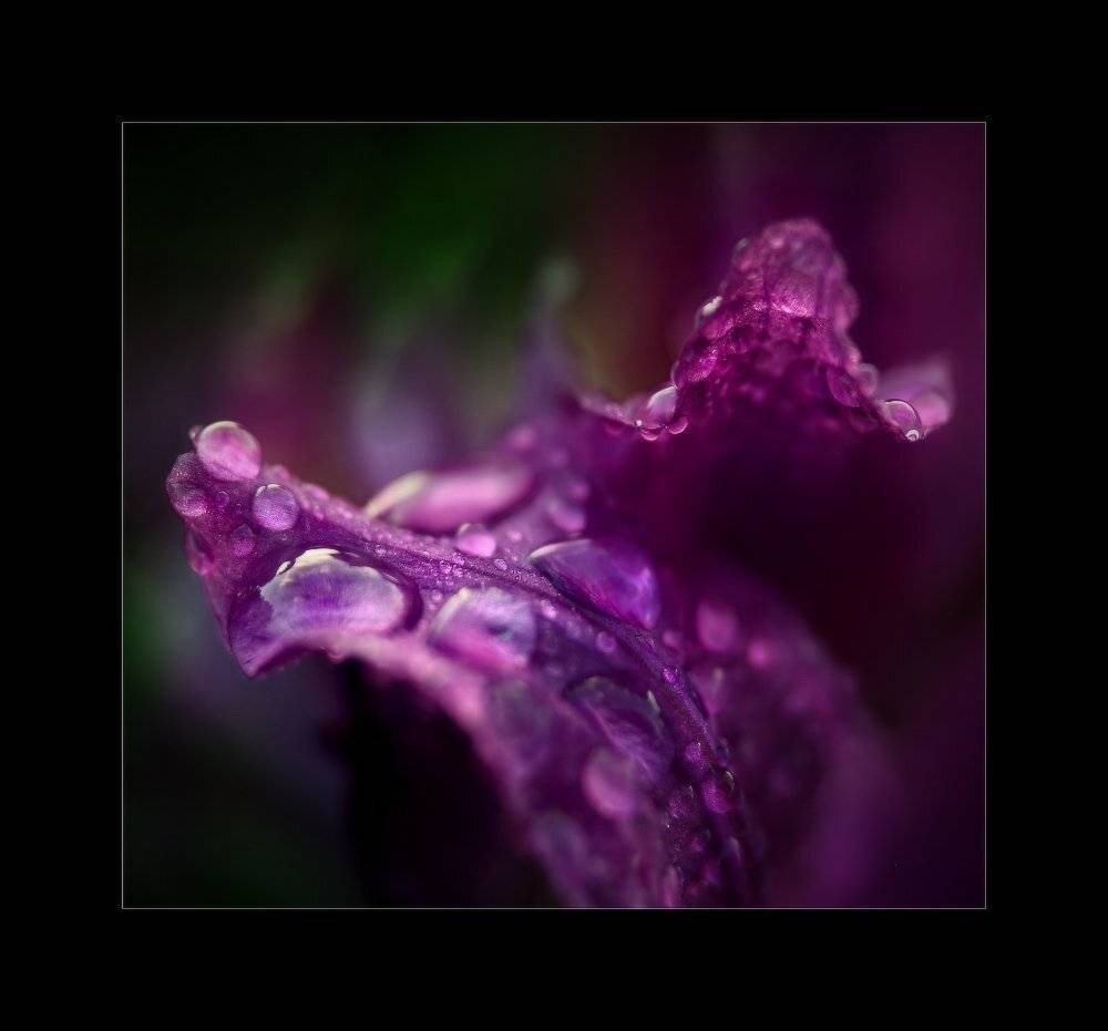 роса, ирис, Петриченко Валерий