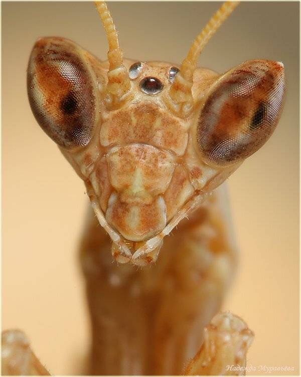 ameles, , heldreichi, , богомол, , амелес, Надежда Муравьёва