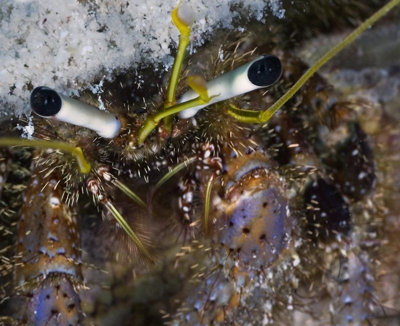 Не побрился... фото превью