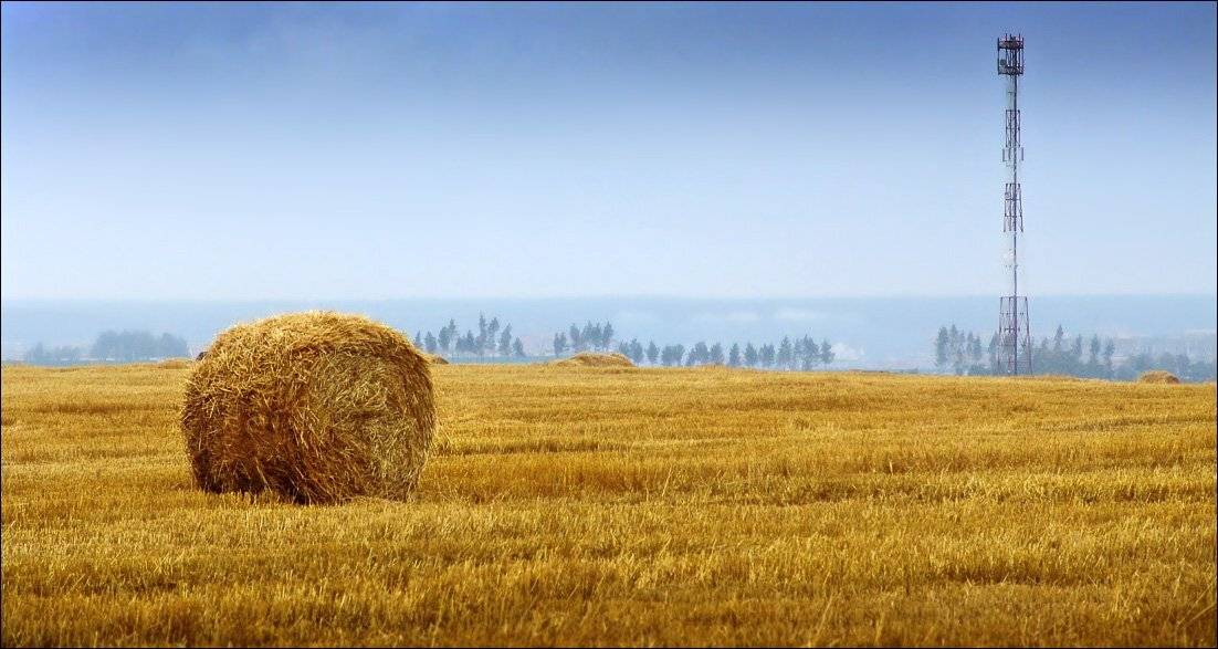 поле, мтс, Тарасов Алексей