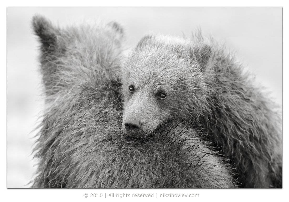 аляска,  сша,  национальный,  парк,  озеро,  кларка,  медведи,  мишки,  дикие,  животные,  николай  зиновьев, Николай Зиновьев