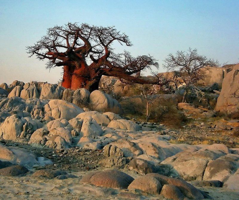 баобаб, пустыня красный... фото превью