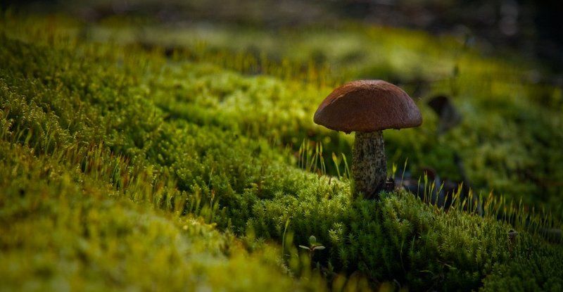 подосиновик, лес, тайга Сказочник фото превью