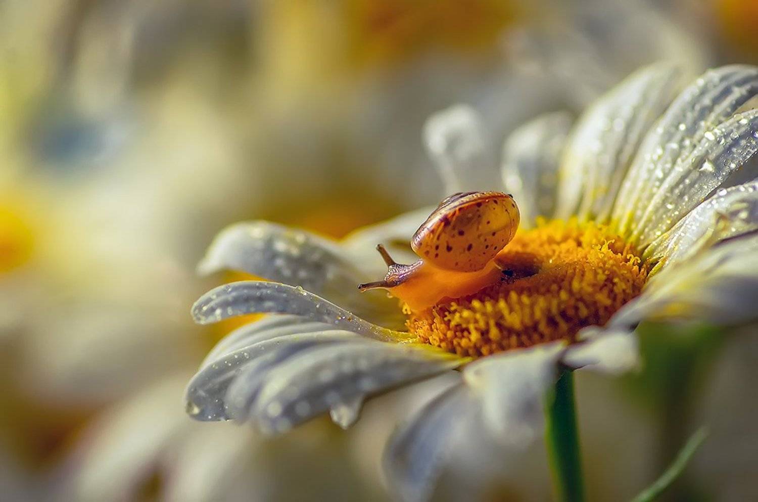 ромашка улитка цветы роса, Марина Мурашова