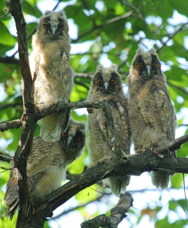 птицы, совы, ушастая сова Ушастики фото превью