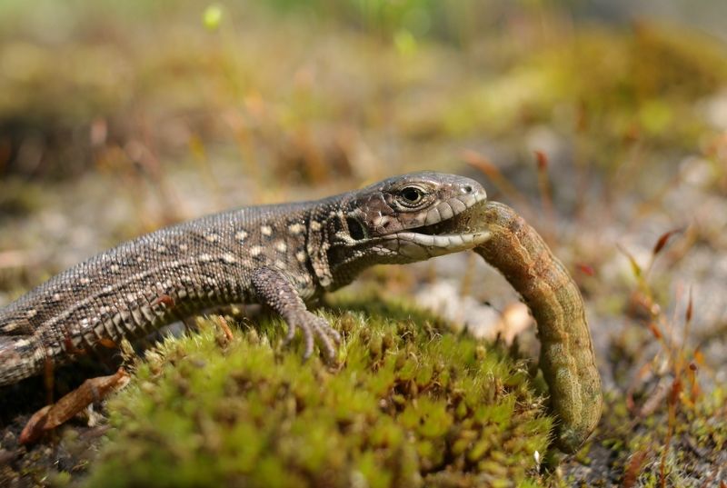 OM NOM NOM)) фото превью