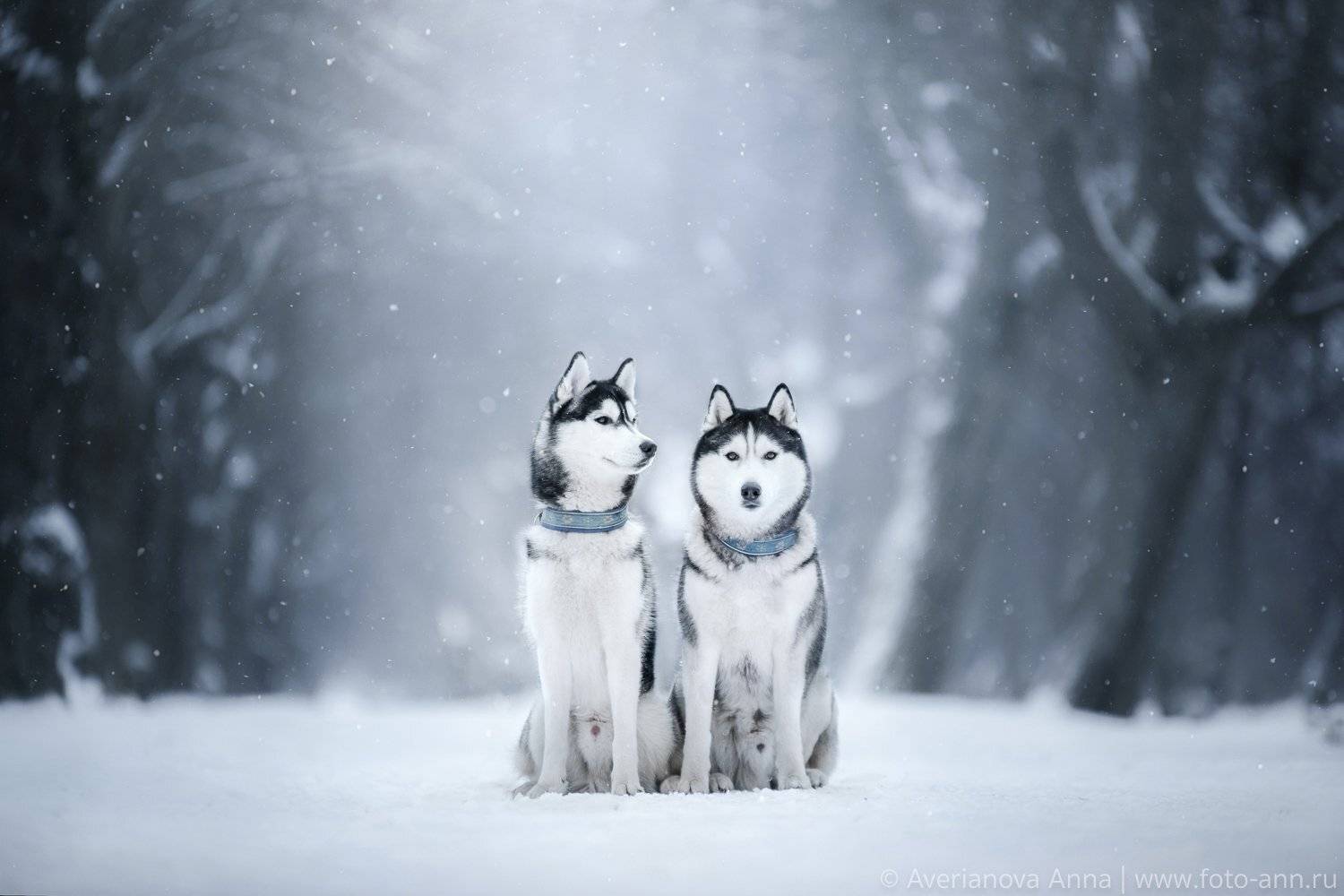 собаки, природа, зима, хаски, Анна Аверьянова