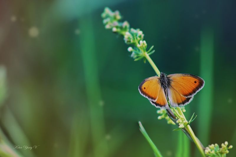 Рыжая соня фото превью