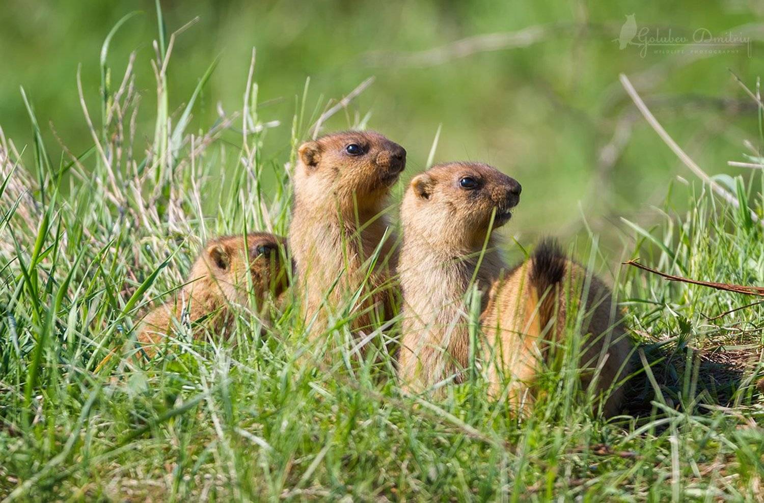 marmot, animal, animals, wildlife, grass, green, сурки, сурок, животные, дикая природа, Голубев Дмитрий