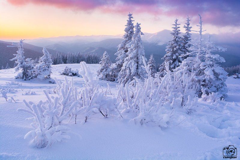 украина,карпаты, горы, кукул, черногора, зима, рассвет, Карпатские джунгли фото превью