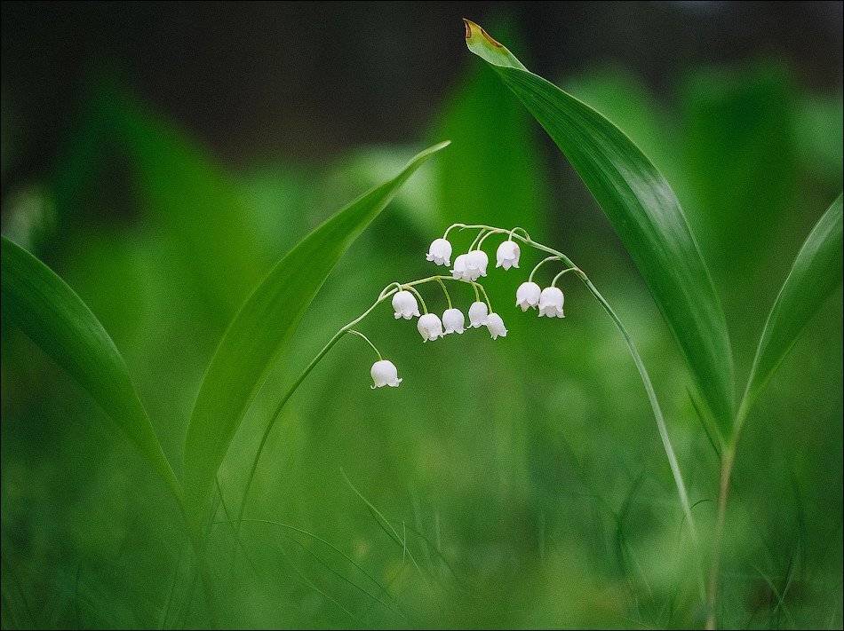 , Бурлов Андрей