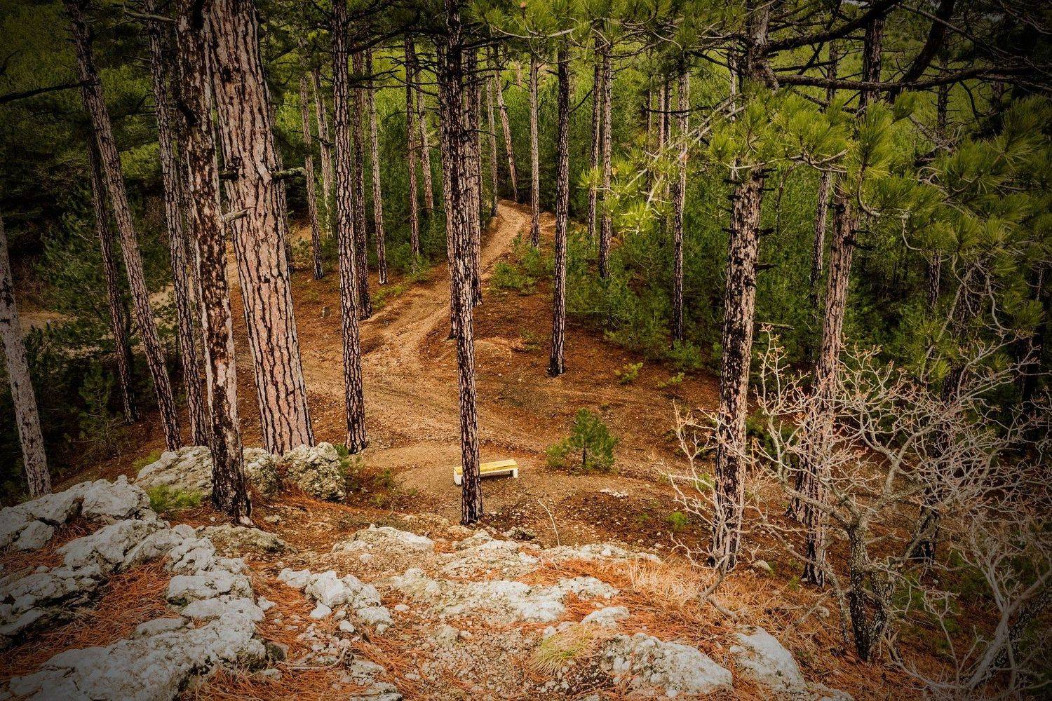 пейзаж, лес, деревья, природа, Яэль (Юлия Ситохова)