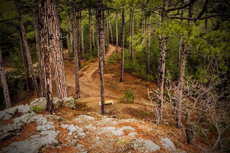 пейзаж, лес, деревья, природа Одинокая скамейка фото превью