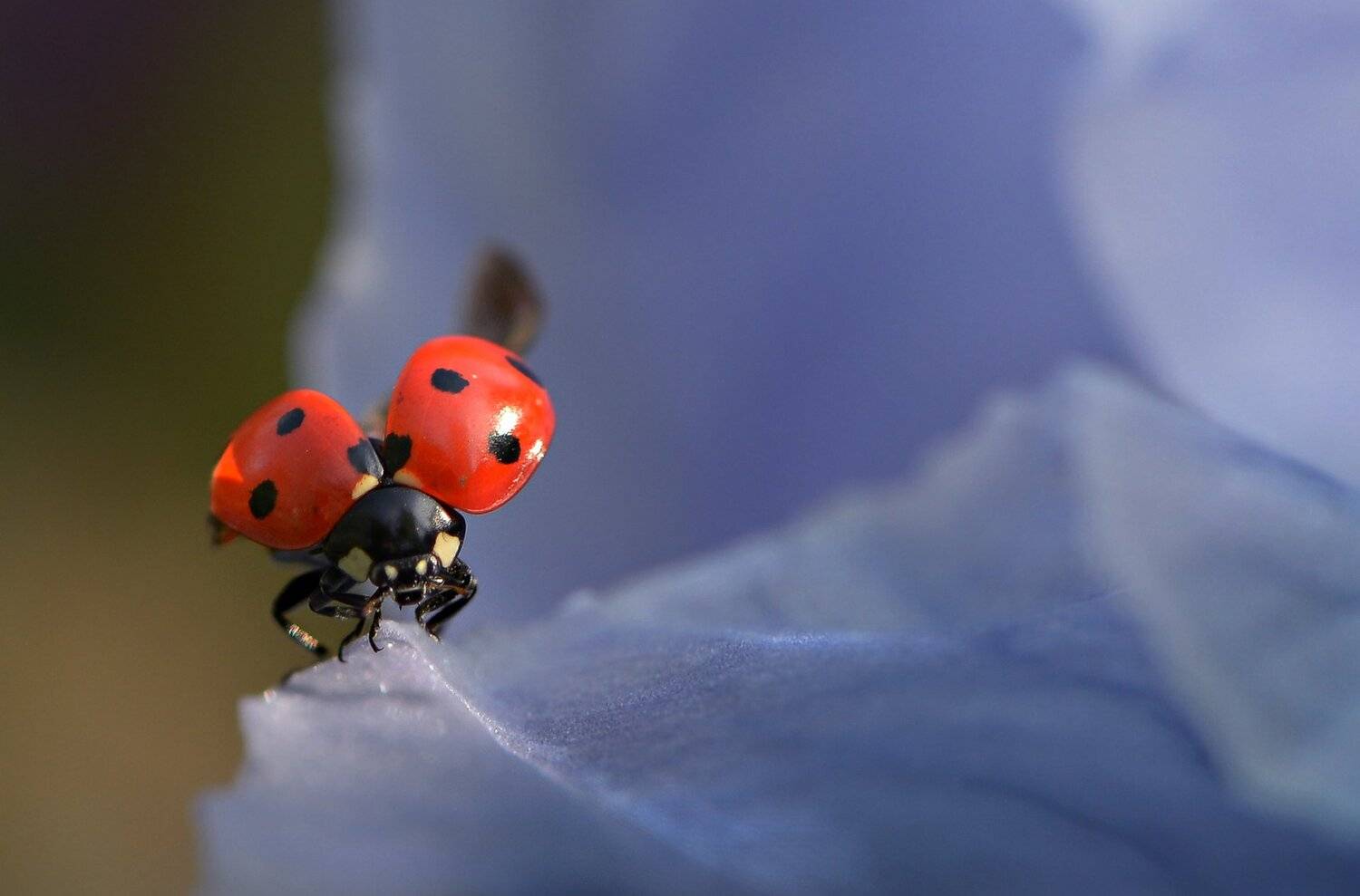 природа, макро, насекомое, жук, божья коровка, первый полет, Неля Рачкова