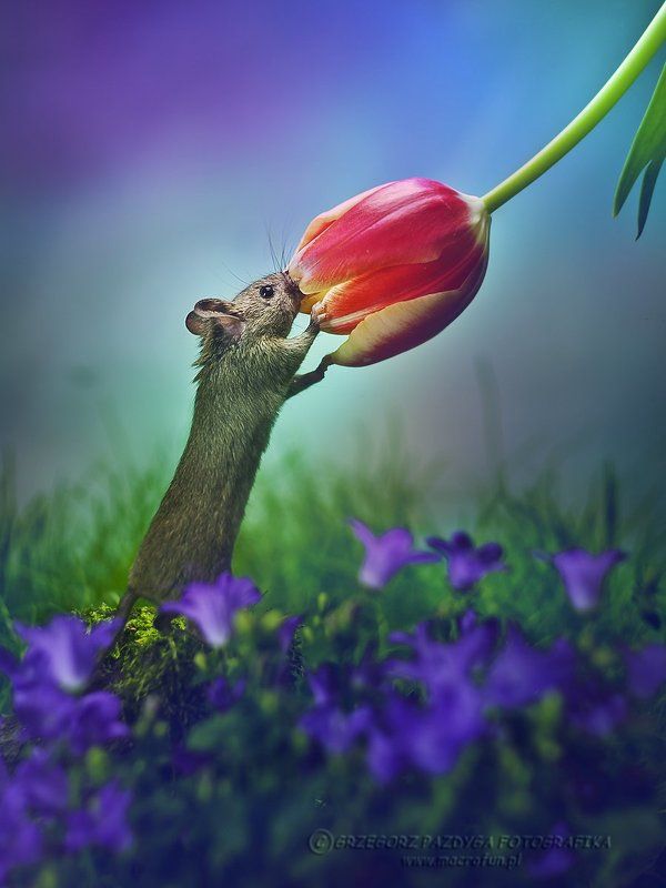 Lover of flowers фото превью