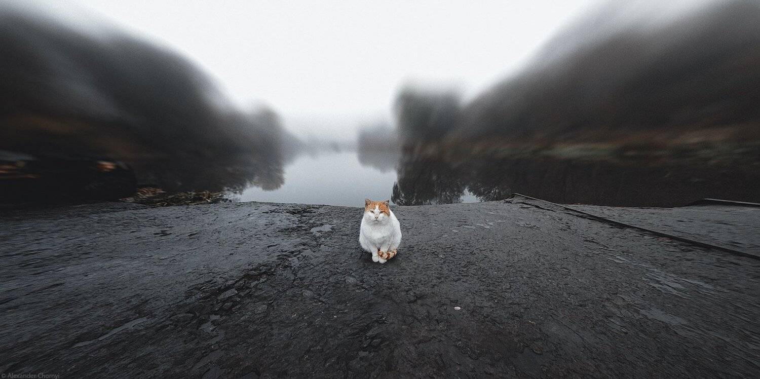 украина, коростышев, природа, кот, медитация, осознанность, присутствие, дзен,, Александр Чорный