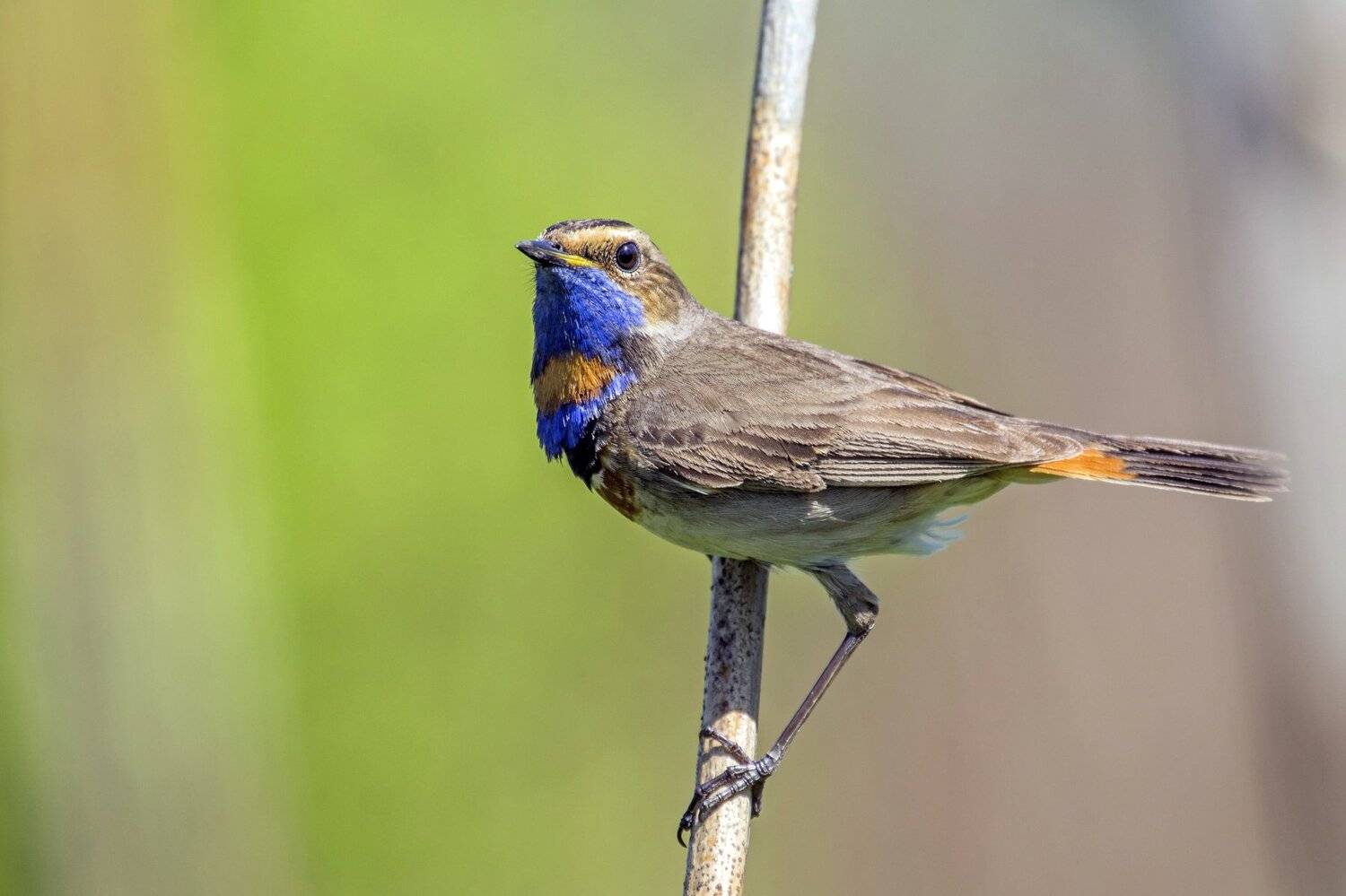 , Синянский Николай