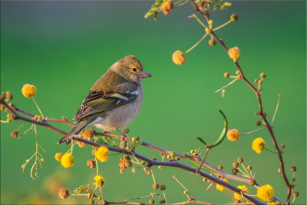 февраль, утро, вьюрок?.., Людмила Бекман