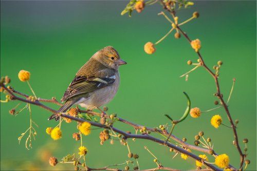 А у нас уже весна!