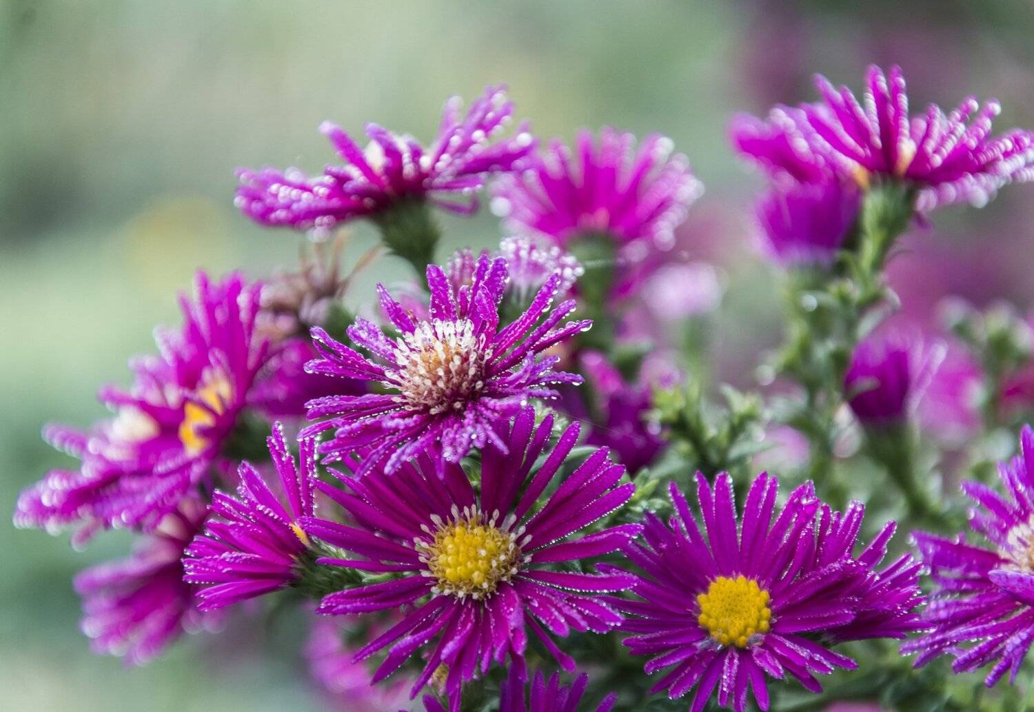 , Юрий Пужалин