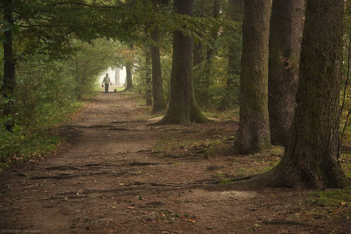 лес, туман, пейзаж, Сипаева Катерина