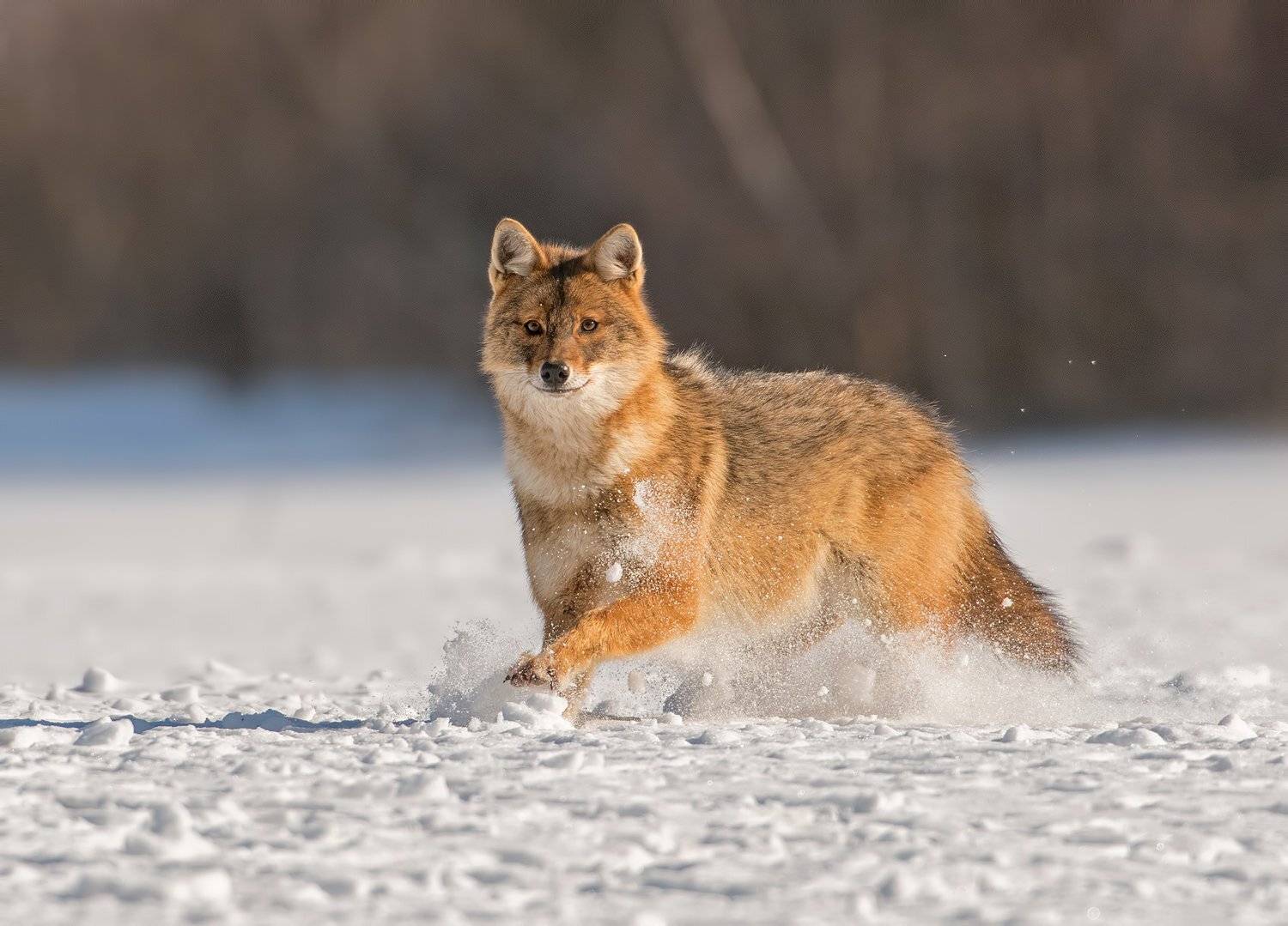 , Сергей Златков