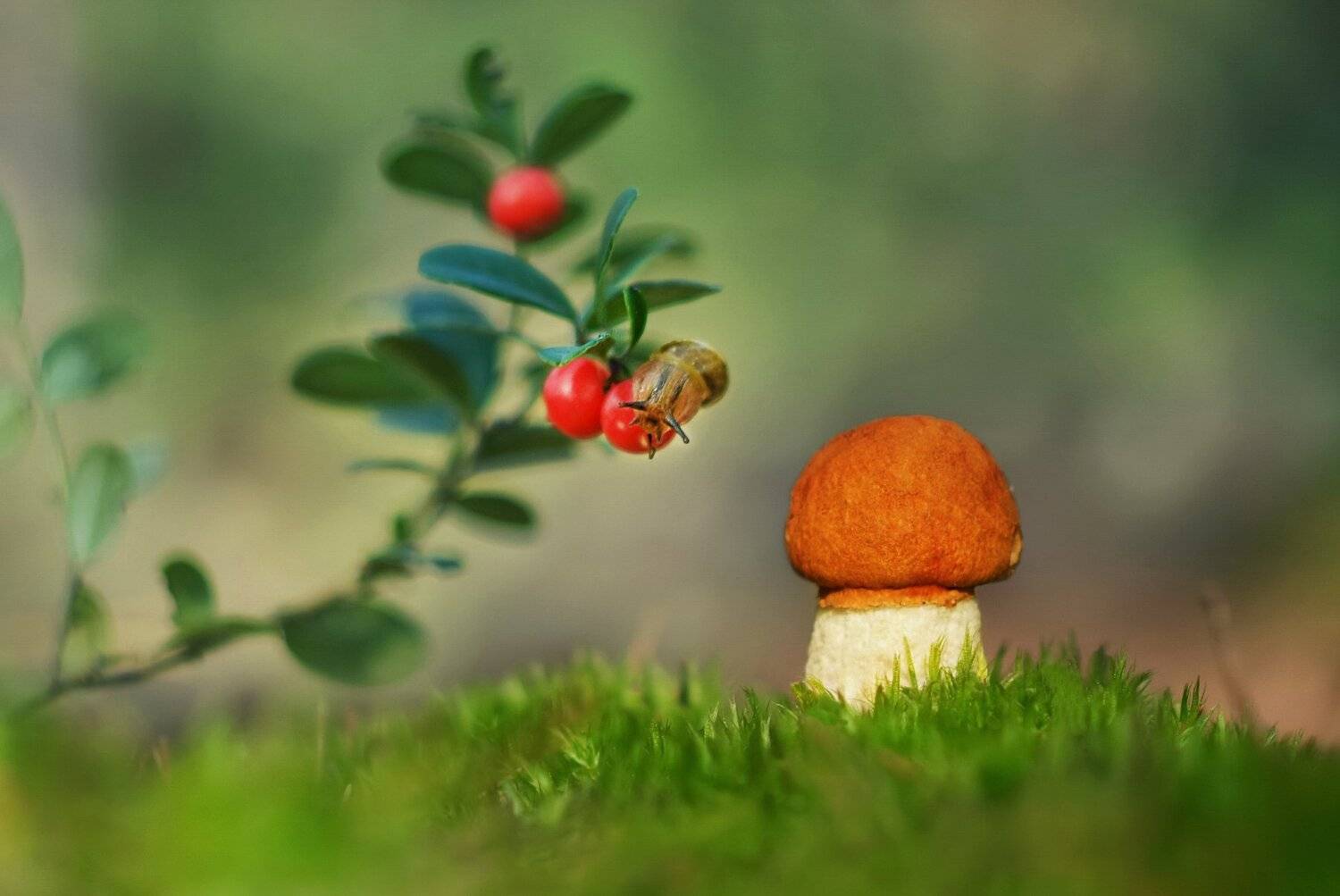 грибы, природа, Александр Гвоздь