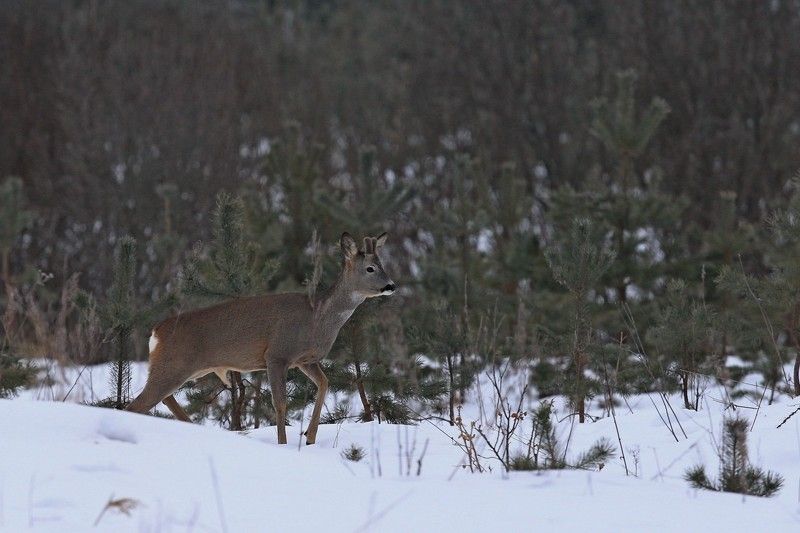 Козлик фото превью