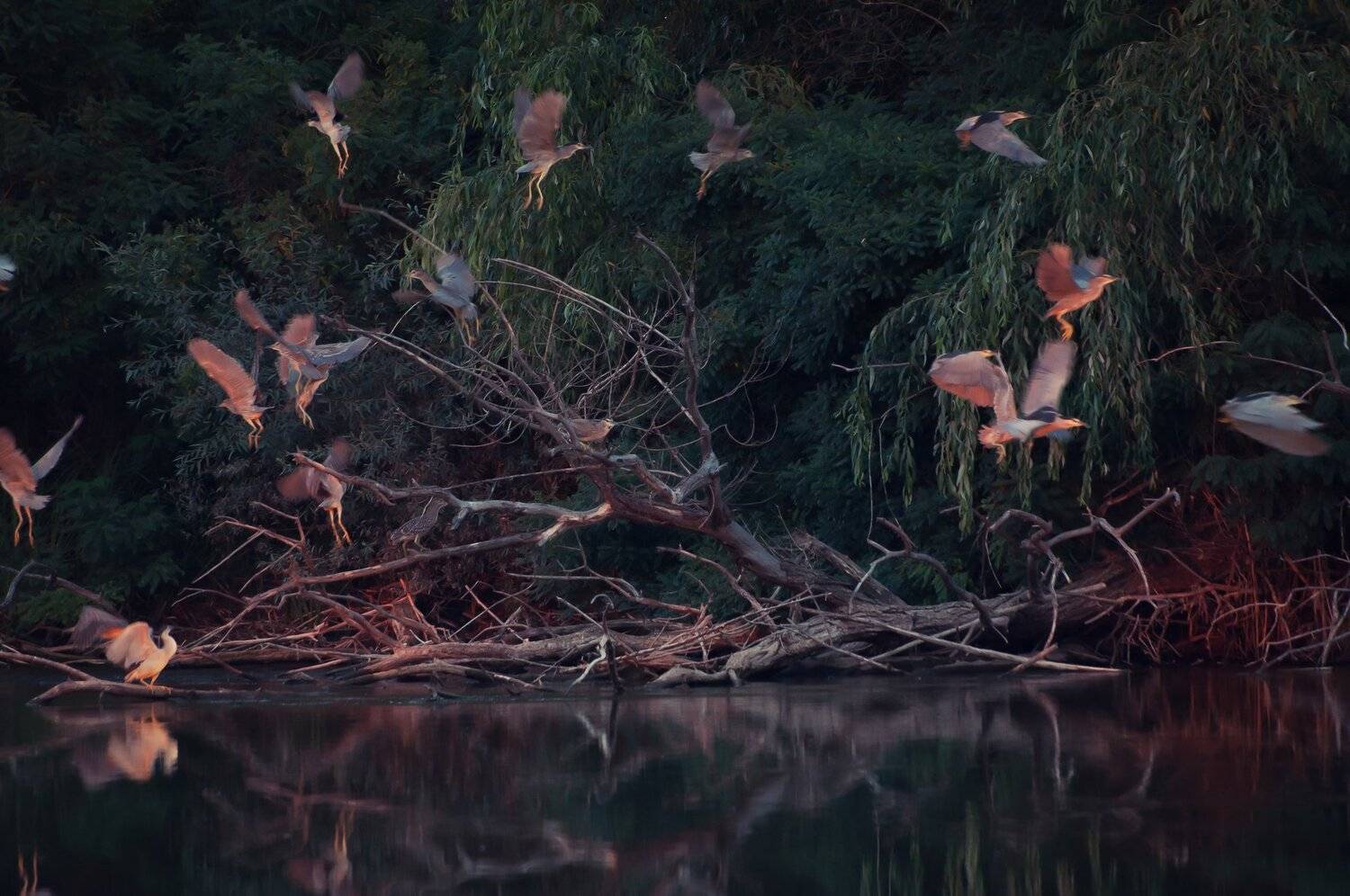 nikon d90 sigma 70-300, Tihomir Petkov