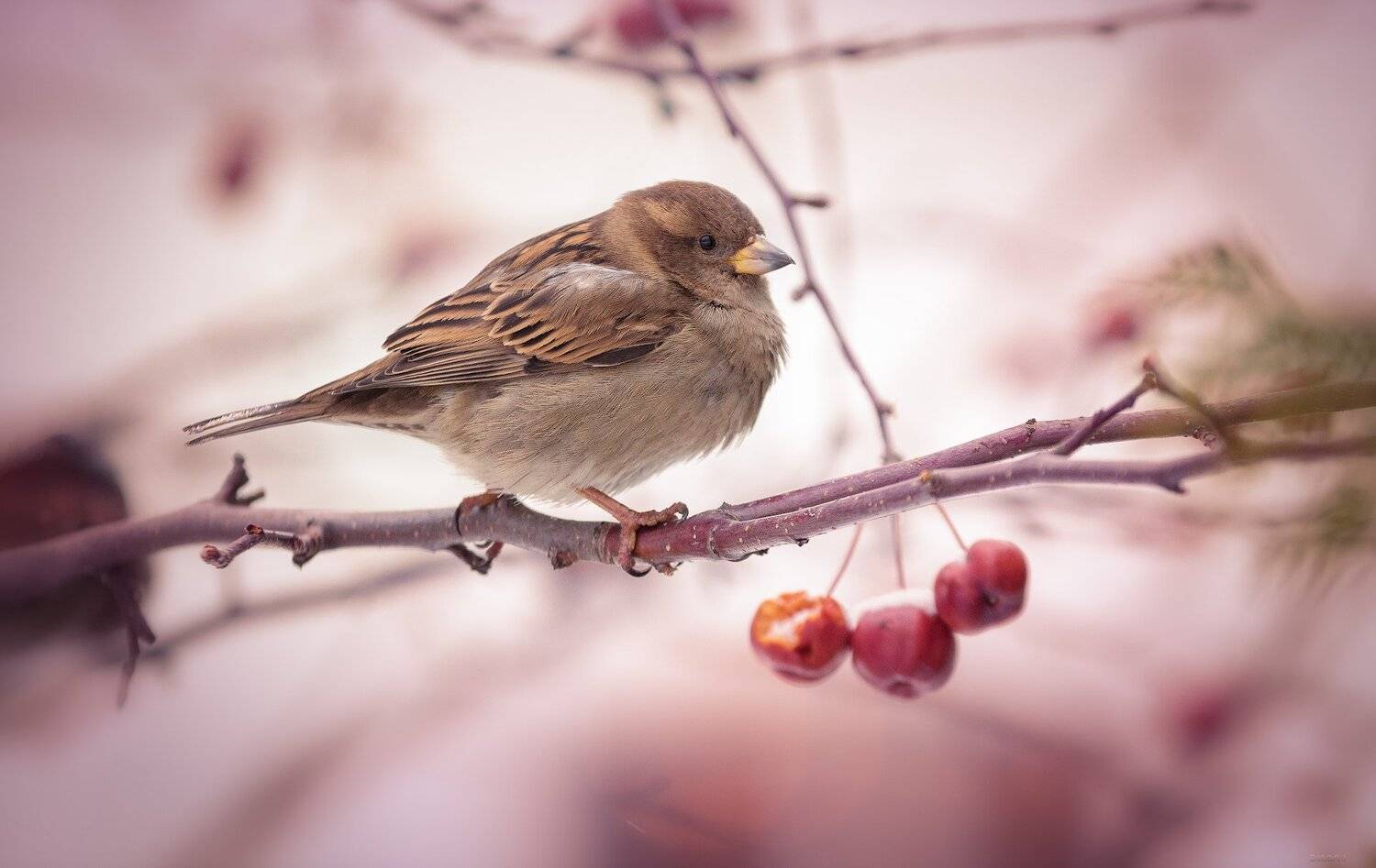 природа, лес, животные, птицы, Дмитрий Посевич