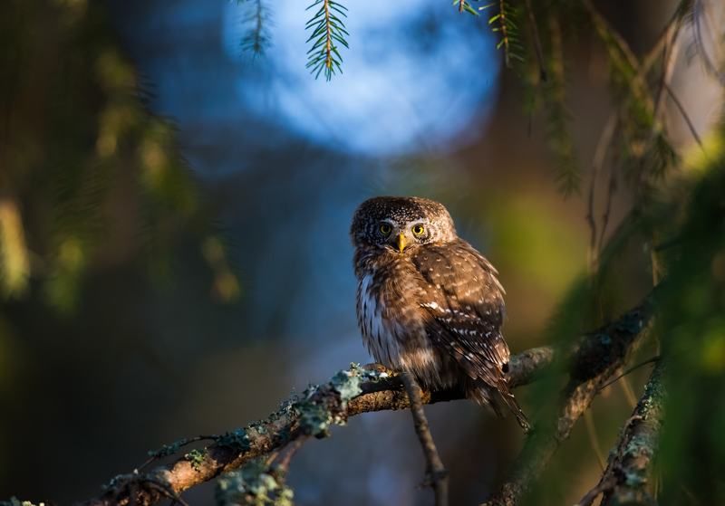 Pygmy owl, finland, sunrise Pygmy owl фото превью